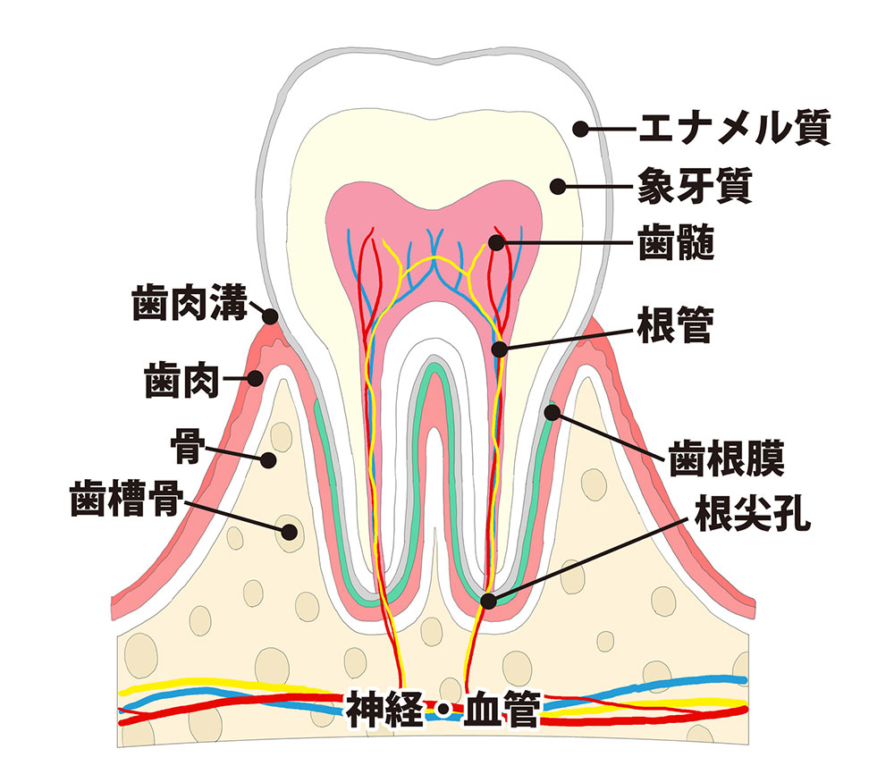 歯髄の保存療法とは（神経を取らない虫歯治療）